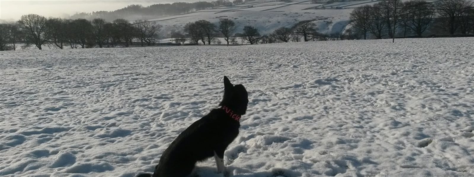 multi dog holiday cottages