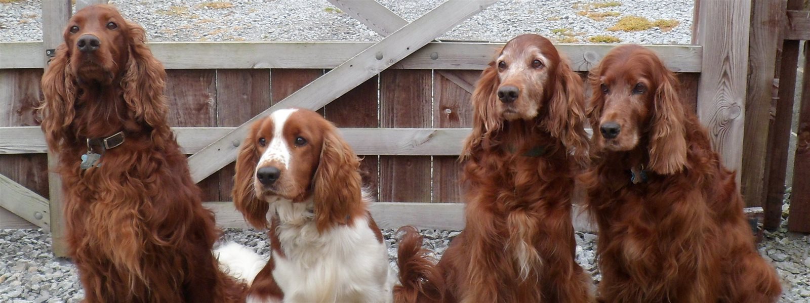 multiple dog friendly holiday cottages