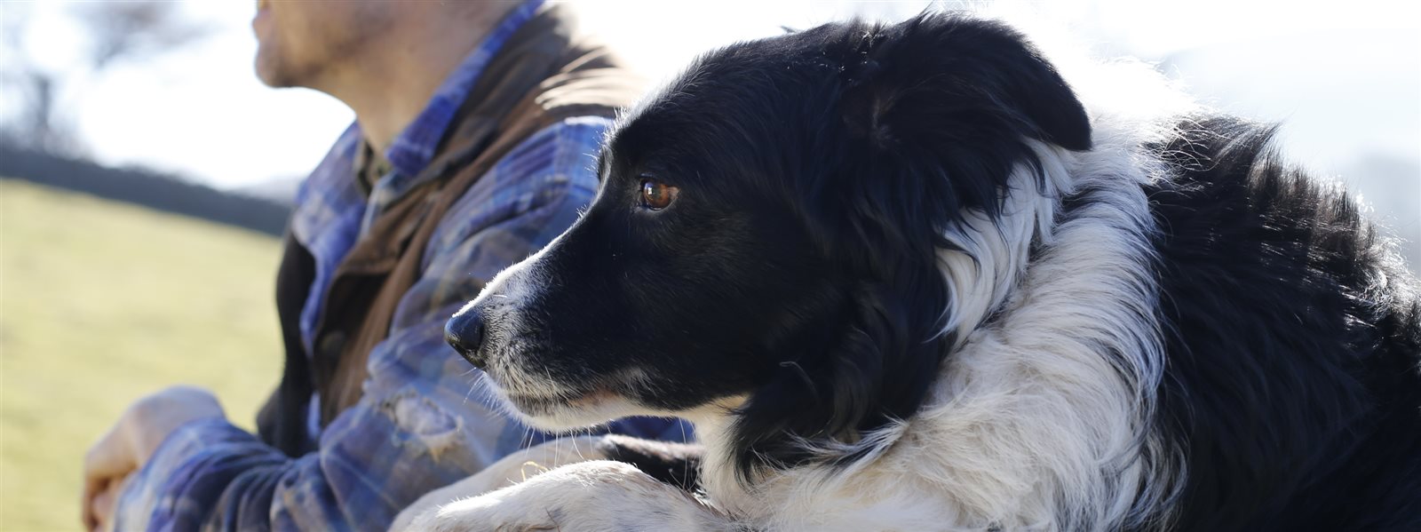 multi dog holiday cottages