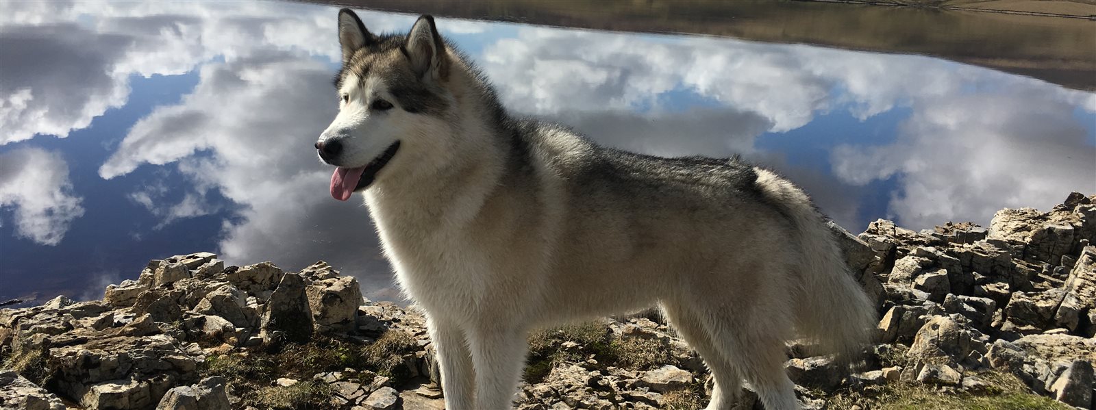 Award Winning Multi Dog Friendly Holiday Cottages near Barnard Castle