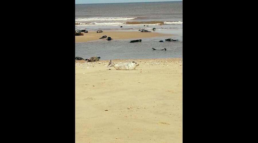 Horsey Beach seal reserve, a 15 min drive from Dawn