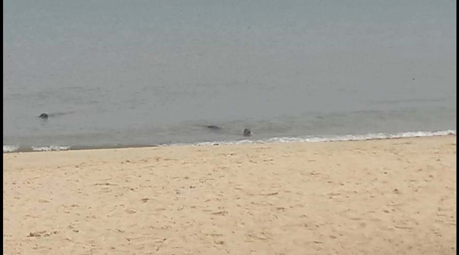 Seals swimming close to shore at Horsey Beach, taken in September