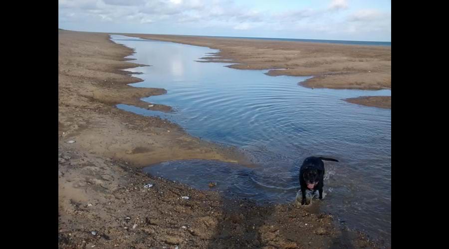 A lagoon formed on the beach this summer, the dogs love it!!