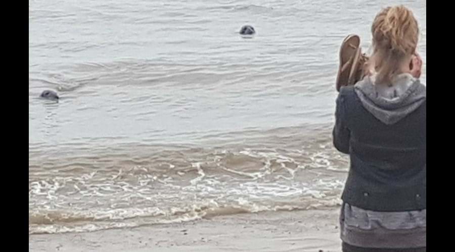 Seal spotting on Horsey Beach