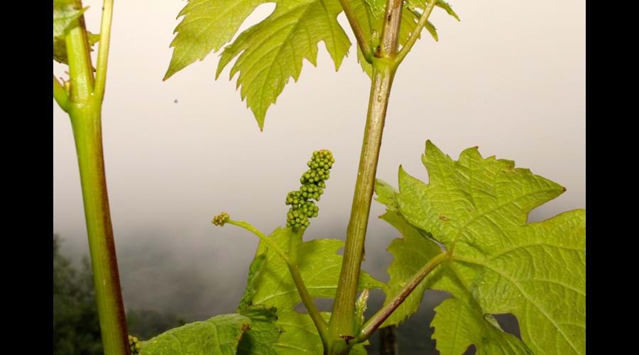The First Grapes Of The New Year