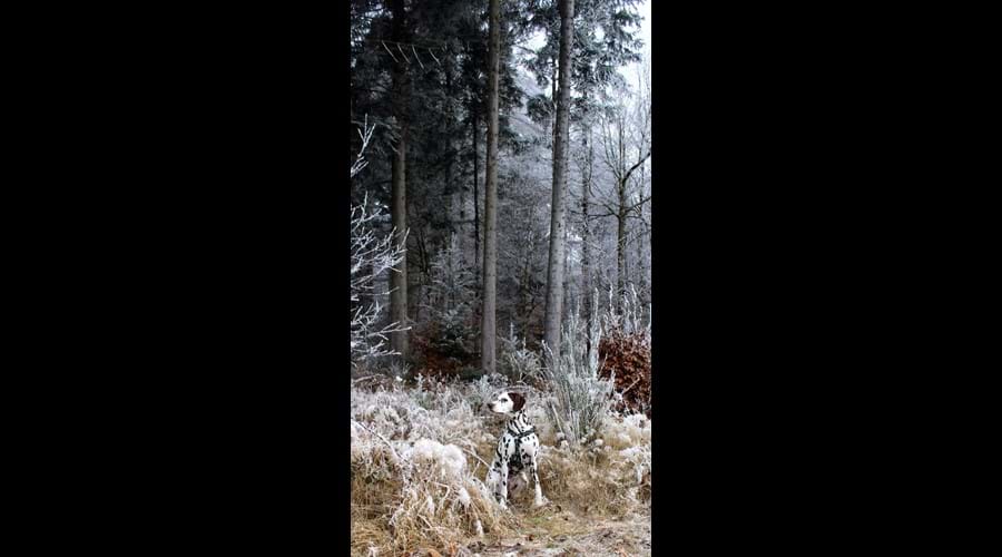 An Afternoon Winter Stroll In The Forest With Picasso Our Dog (And A Glass "Or Two" Of Mulled Wine)