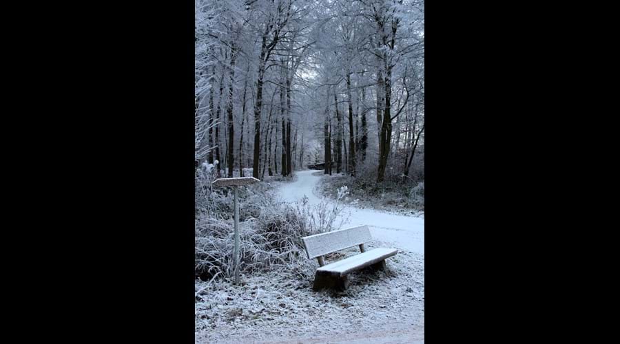 Frozen Forest Walks !