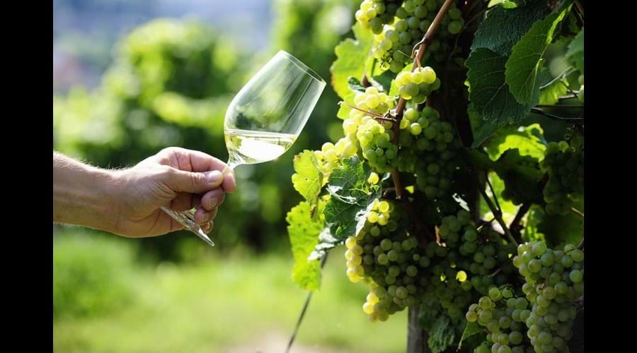From Vine To Glass