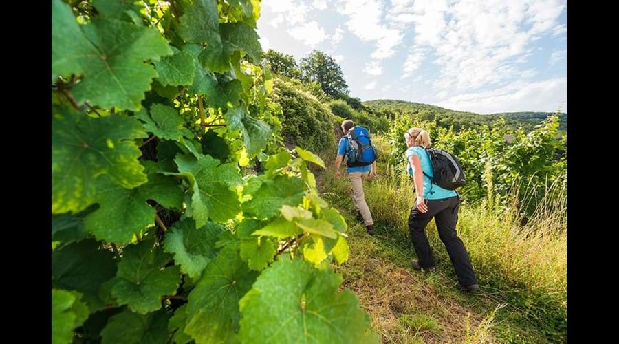 Maybe A Hike Through The Vineyard