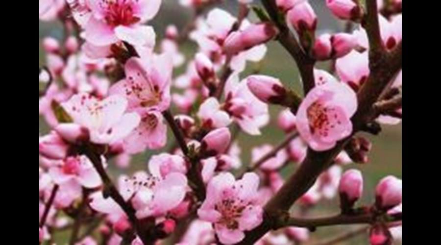 Blossom in Vineyard Peach Trees Apart From Wonderful Wines Try Roter Weinebergpfirsh Products