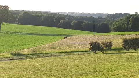 Wild boar in the distance! 