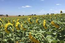 Sunflower crop 