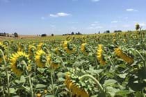 Sunflower crop