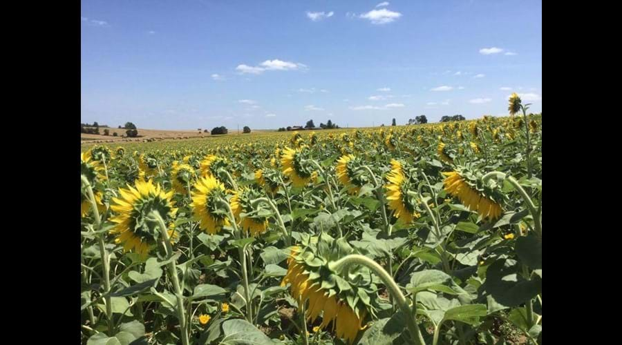 Sunflower crop 