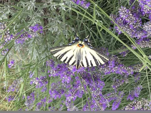 Beautiful butterfly - a swallowtail!