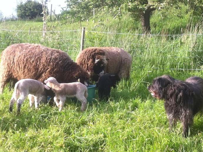 Rolo checking out the new lambs