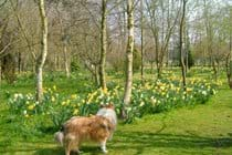 Garden in springtime, we are dog friendly