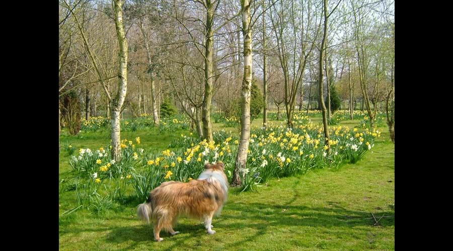 Garden in springtime, we are dog friendly