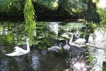 swans bring their cygnets every year