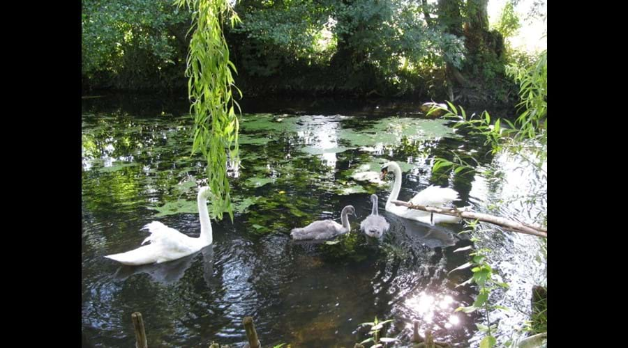 swans bring their cygnets every year