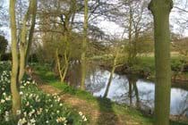 daffodils down by the river