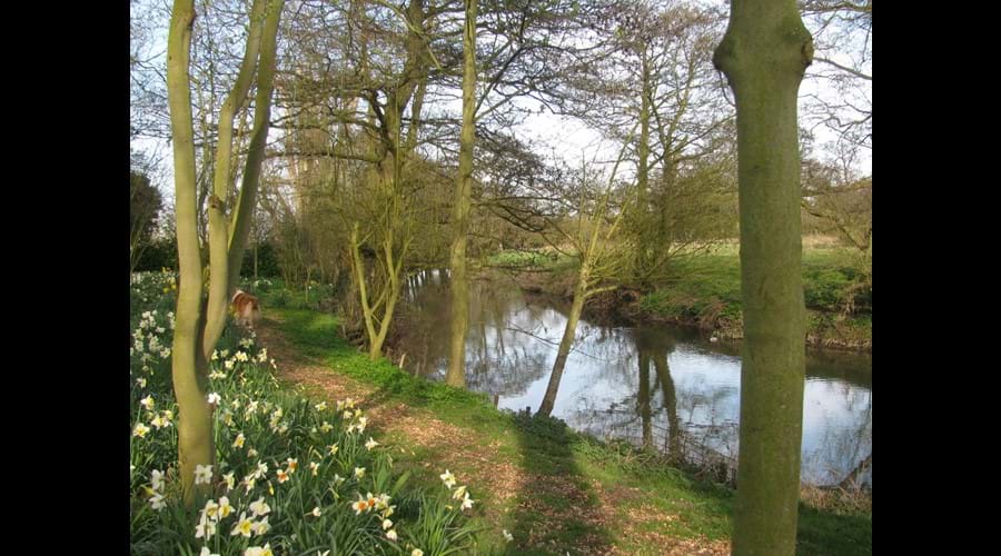 daffodils down by the river