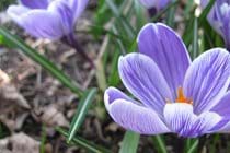 spring
