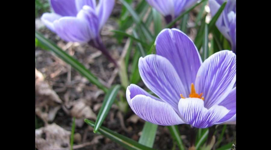 spring