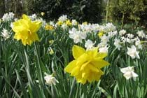 daffodils in the woodland