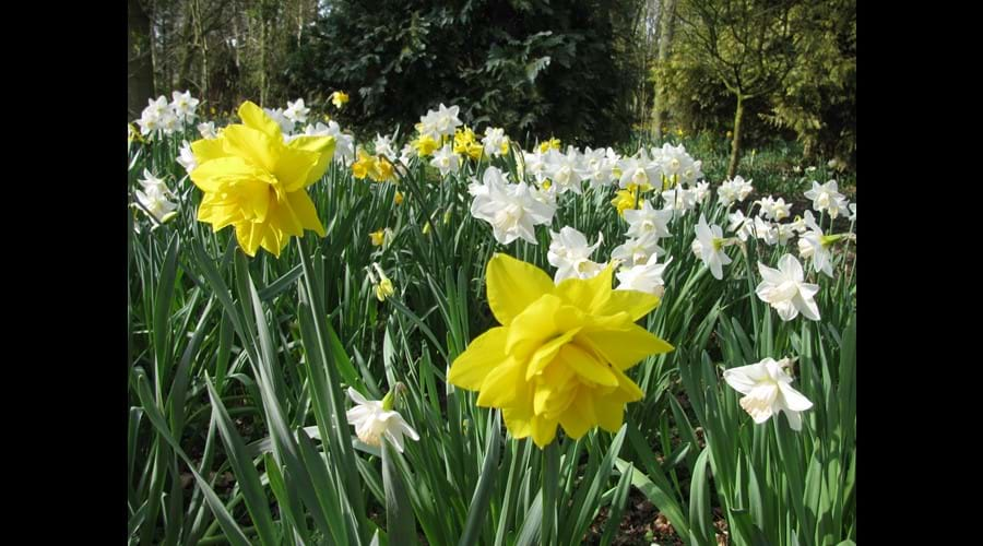 daffodils in the woodland 