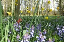 spring flowers in the garden Daffodils, bluebells, tulips.