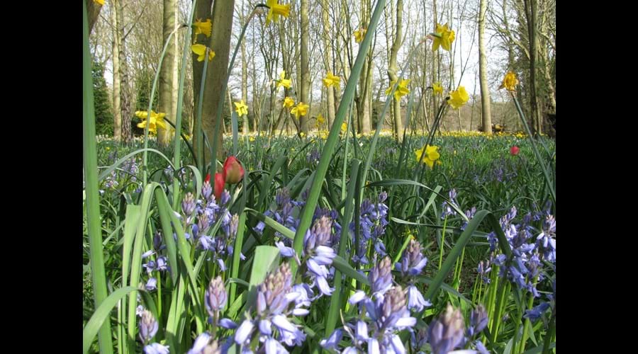 spring flowers in the garden Daffodils, bluebells, tulips.