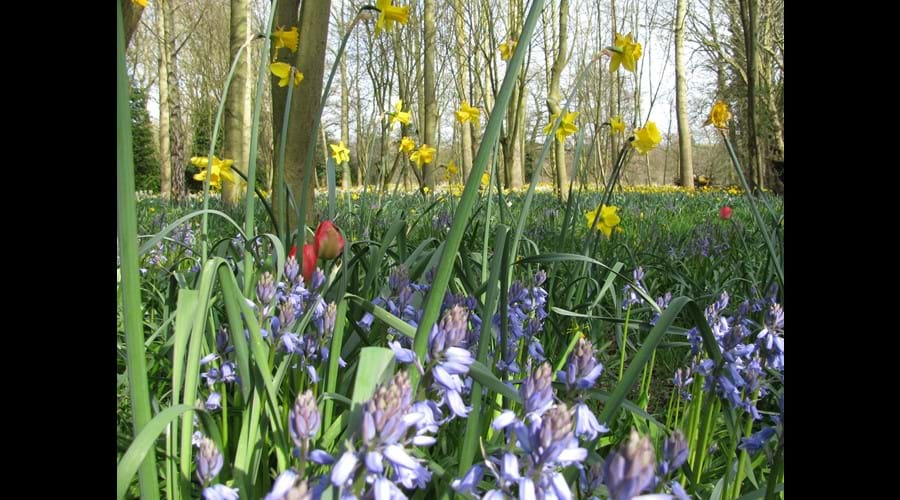 spring flowers in the garden Daffodils, bluebells, tulips. 