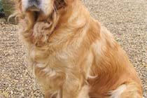 Rosie our new addition will look forward to meeting you.