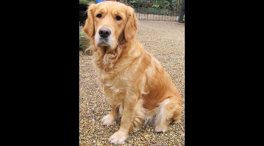 Rosie our new addition will look forward to meeting you.