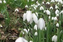 snowdrops springtime must be on the way