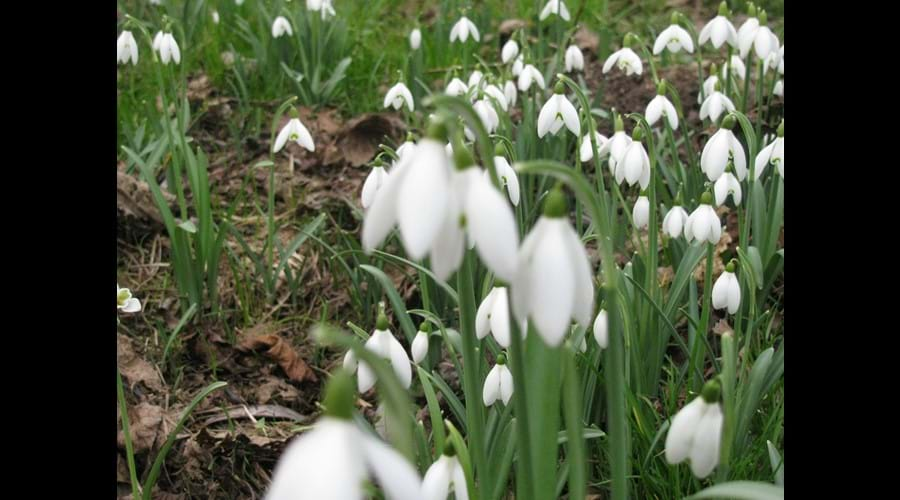 snowdrops springtime must be on the way