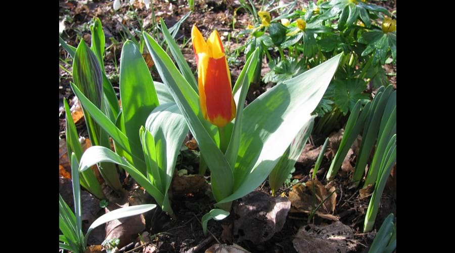 The first tulip March 1st 2017