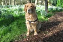 Rosie down with the snowdrops