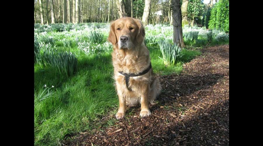 Rosie down with the snowdrops