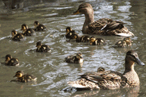 springtime brings new visitors to the river