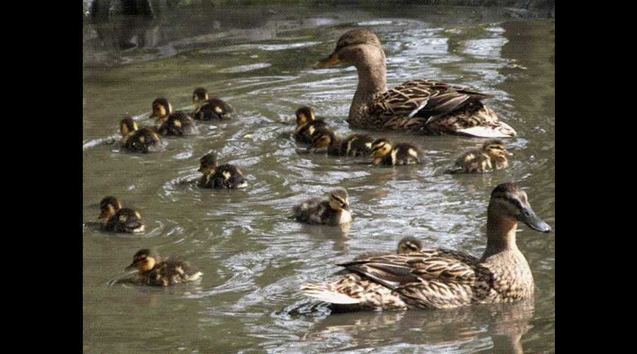 springtime brings new visitors to the river