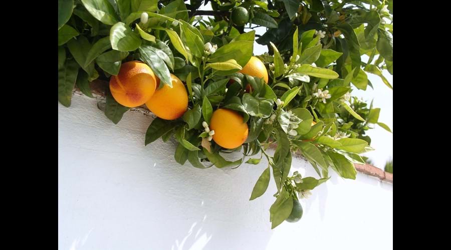 oranges!