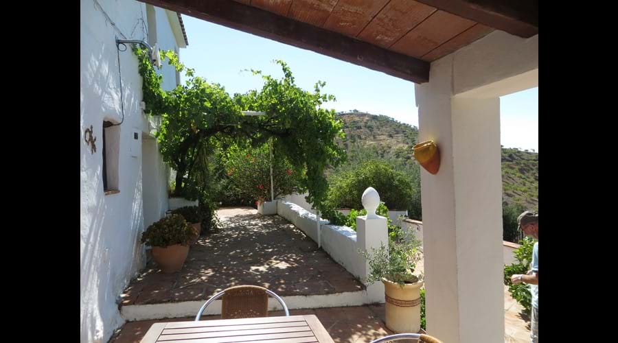 upper terrace with grapevine