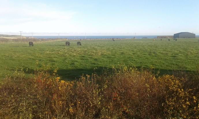 Countryside , Cows, the Sea and Ships all in the same Cottage View