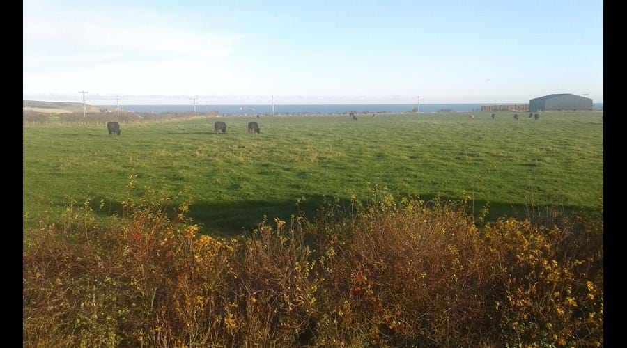 Countryside , Cows, the Sea and Ships all in the same Cottage View