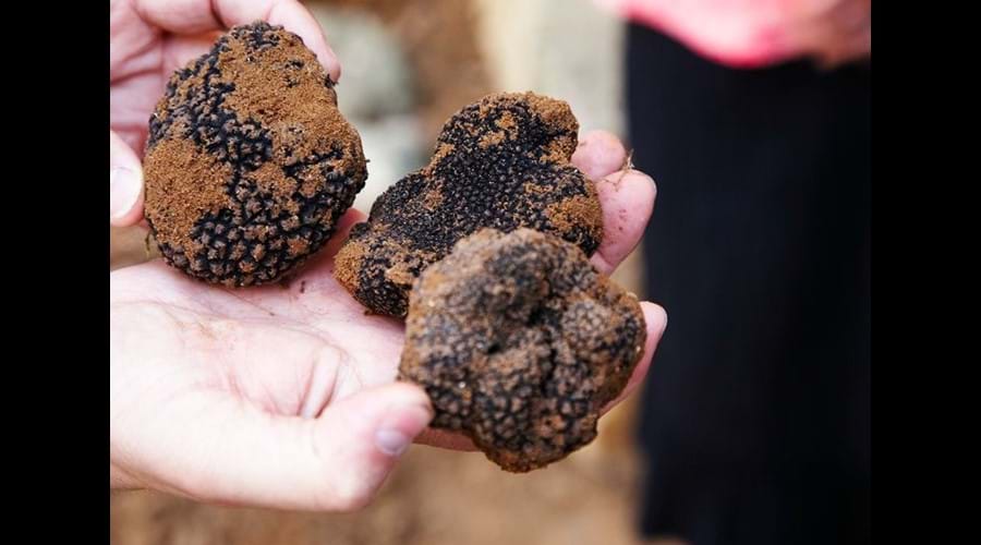 Truffles are a local speciality
