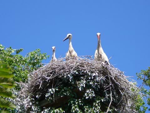 Storks at Aiguamolls Natural Park.