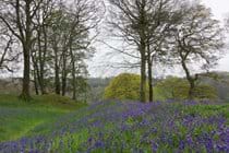 Bluebells in May at Blackberry camp iron age fort