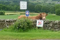 Our Bull posing for his photo!